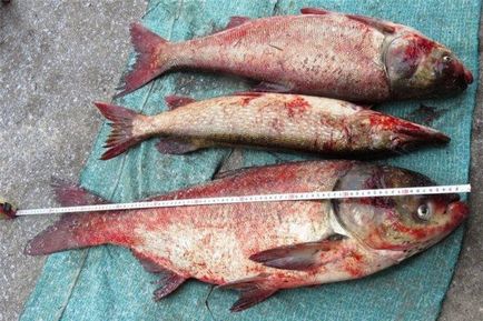 Улов шаран риболов особено през пролетта, лятото и есента