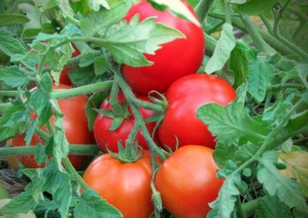 Най-добрите сортове домати за открито поле (50 снимки) Какво маломерни домати, които са