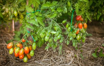 Най-добрите сортове домати за открито поле (50 снимки) Какво маломерни домати, които са