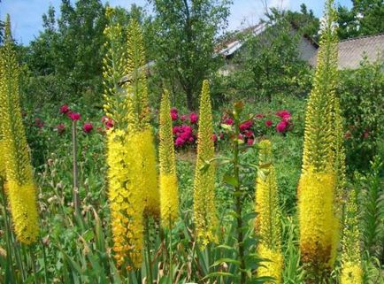 Най-добрите цветя за трайни насаждения в градината, техните видове и засаждане