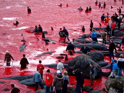 Хората, защо убиват делфини фестивал делфините убийства в Дания