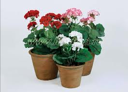 Магическите свойства на стайни растения ... или някои цветя може да бъде и това, което не може да бъде в къщата!