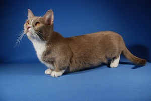 Munchkin характеристики на породи котки с къси крака, историята на произход, грижи, хранене и