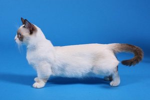 Munchkin характеристики на породи котки с къси крака, историята на произход, грижи, хранене и
