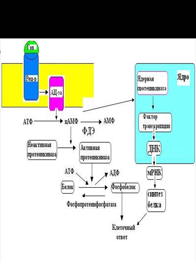 Механизмът на действие на хормони - studopediya