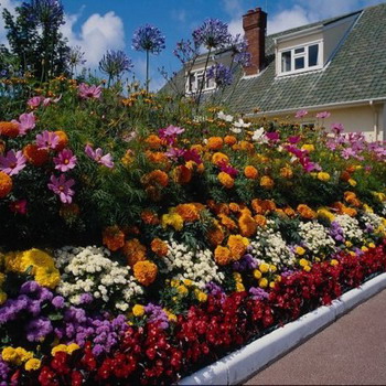 Многогодишни цветя за градината и имената на градина, засаждане и грижи за цъфтящи многогодишни растения
