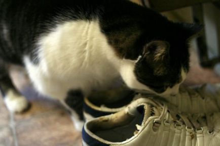Урината измиване, отколкото да се измие урината на котката с дрехи и обувки