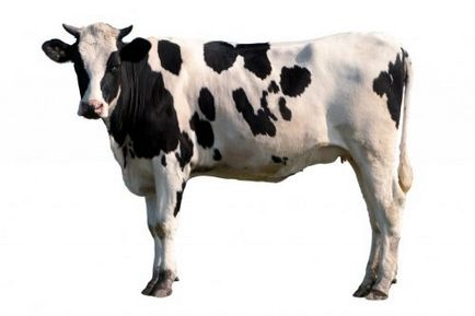 Млечни крави отглеждат видове, снимки, описание