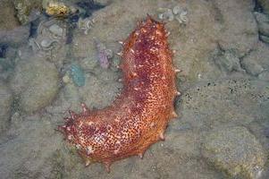 Морски краставици - уникален тяло