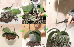Възможно ли е да се намалят корените на орхидеята