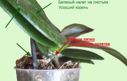 Възможно ли е да се намалят корените на орхидеята