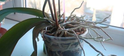 Може да намали въздушни корени от орхидея 1