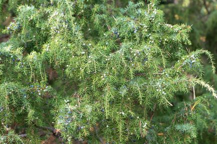 Juniper засаждане и грижи