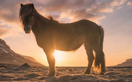 Mustang (див кон) - описание на това, което изглежда като, където живее снимка