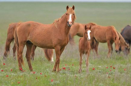 Mustang (див кон) - описание на това, което изглежда като, където живее снимка