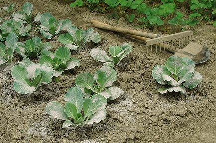 Нахранете почвата! Как да си направим земята по-плодородна в страната, градина, вила, аргументи и факти