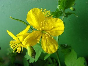 Народна лечение на миома на матката, как да избера най-подходящия агент (и) Народна лечение на миома на матката, как да изберете правилните инструменти