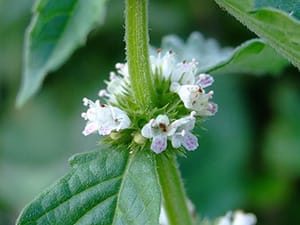 Народна лечение на миома на матката, как да избера най-подходящия начин (матка народни средства за защита) Народна лечение на миома на матката, как да изберете правилните инструменти