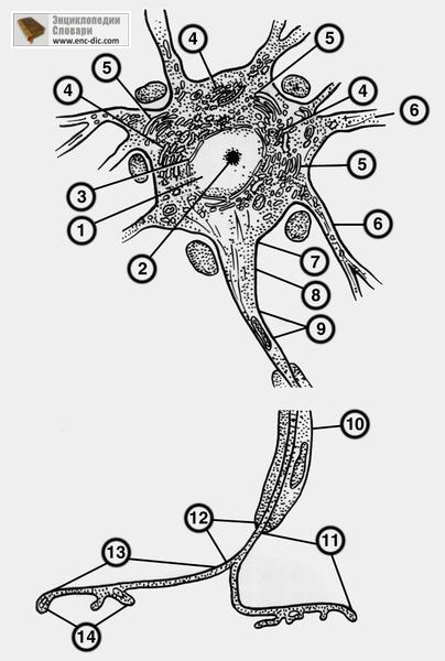 Нервната клетка - медицински etsiklopediya - Енциклопедия & усилвател; речници