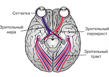 Неврит на зрителния нерв симптоми, лечение и видове очни неврит