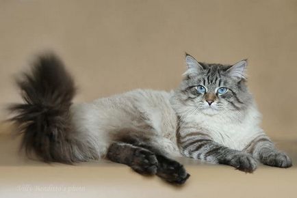 Нева маскарадните котка снимка, описание порода, характер, вискозен