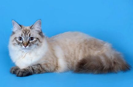 Нева маскарадните котка снимка, описание порода, характер, вискозен