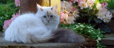 Нева маскарадните котка порода описание, характер и коментари