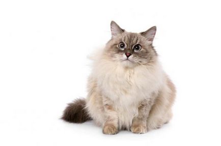 Нева маскарадните котка порода описание, характер и коментари