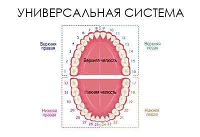 Номерирането на зъбите на зъбна описанието на диаграма, снимката - Masterdent
