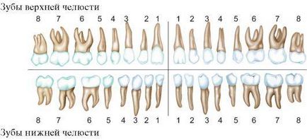 Номерирането на зъбите на зъбна описанието на диаграма, снимката - Masterdent