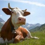 Преглед на машини за доене кравите принцип на работа, видове, модели за