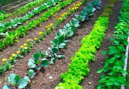 Зеленчукова градина метод mitlaydera