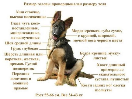 Описание на вида и характера на немска овчарка куче (описание) Описание на вида и характера на немска овчарка
