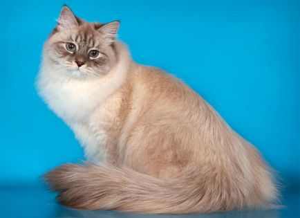 Описание порода Нева маскарадните котка характер снимка