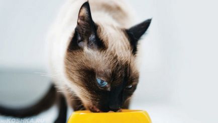 Описание порода Нева маскарадните котка характер снимка