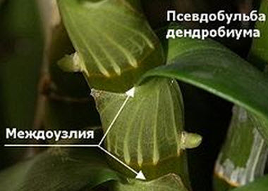 орхидея орхидея