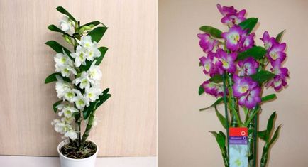 Orchid Dendrobium Nobile - грижи у дома