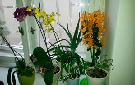 Orchid Dendrobium Nobile - грижи у дома