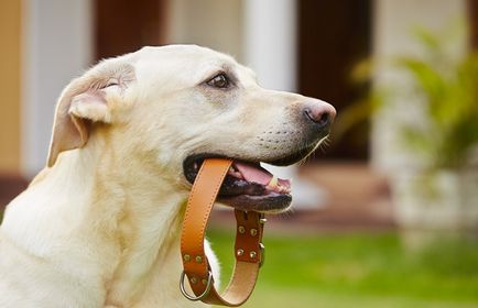 Каишки за кучета от кученца акари, инструкции, описание, видео