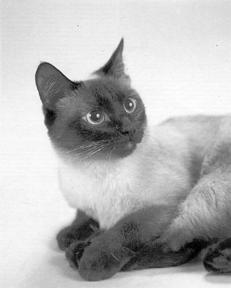 Особености на характера и поведението - сиамски котки