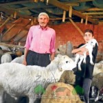 Кошара за овцете с техните ръце ръководство, снимки и видео
