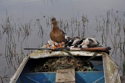 На лов за патица през есента и пролетта от лодката, с подхода на пълнени, как да се стреля по време на полет