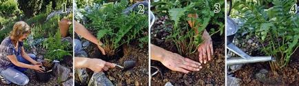 Папрат градина засяване и грижи за растенията във вашия вила