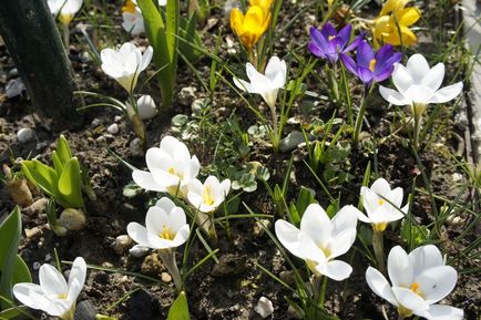 Първите пролетни цветя в градината