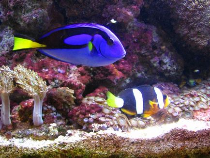Защо аквариумни риби почернят