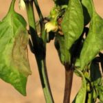 Защо листата стават черни при Spathiphyllum