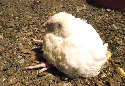 Защо умират Пилета от бройлери причини и лечение, фото и видео