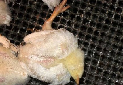 Защо умират Пилета от бройлери причини и лечение, фото и видео