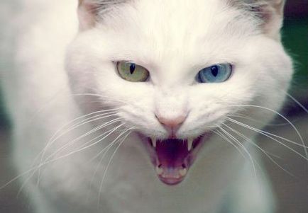 Защо котки стават агресивни, статии