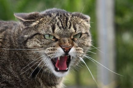 Защо котки стават агресивни, статии